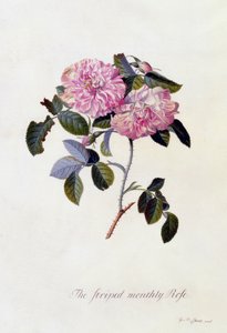 The Striped Monthly Rose, c.1745 by Georg Dionysius Ehret